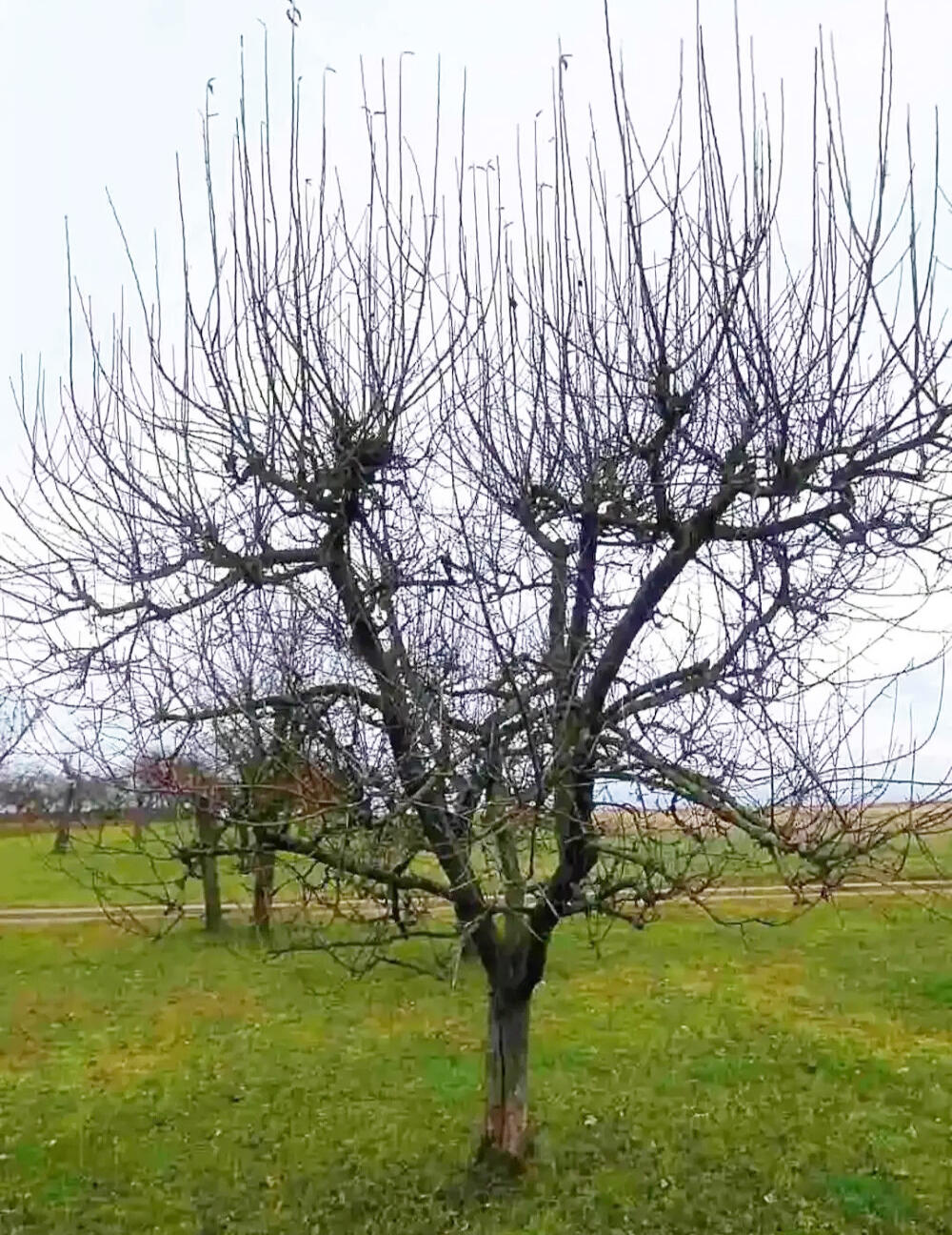 Pahýl na jabloni