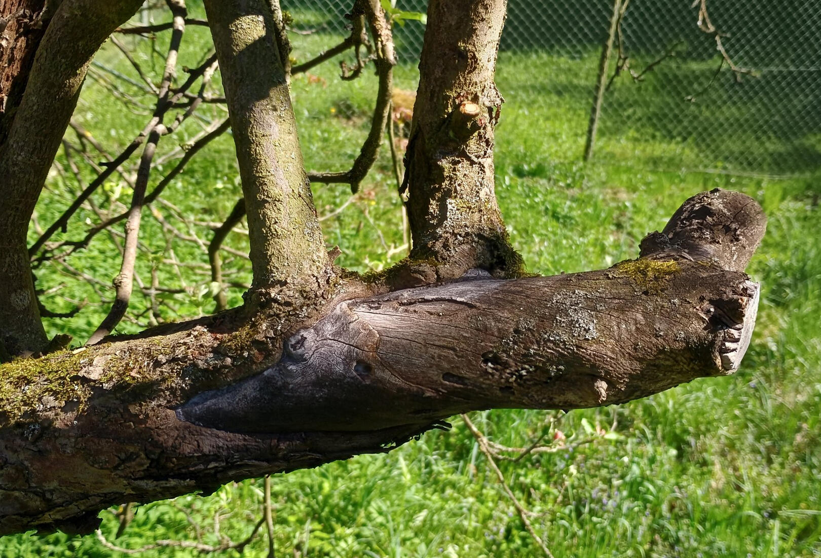 Pahýl na jabloni